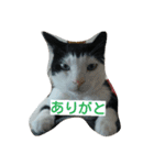 tetu and komugi   lovely cats（個別スタンプ：14）