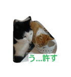 tetu and komugi   lovely cats（個別スタンプ：15）