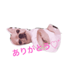 シンプルなチワワ（個別スタンプ：3）