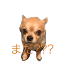 シンプルなチワワ（個別スタンプ：10）