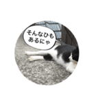 にゃんこ日和8（個別スタンプ：5）