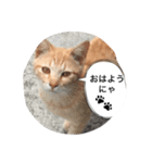 にゃんこ日和8（個別スタンプ：7）