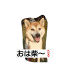 篠高ペットたち（個別スタンプ：2）