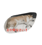 篠高ペットたち（個別スタンプ：4）