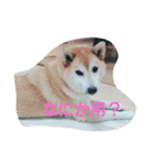篠高ペットたち（個別スタンプ：7）