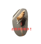 篠高ペットたち（個別スタンプ：8）