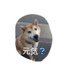 篠高ペットたち（個別スタンプ：10）