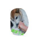 篠高ペットたち（個別スタンプ：11）
