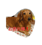 篠高ペットたち（個別スタンプ：17）