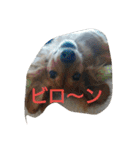篠高ペットたち（個別スタンプ：18）