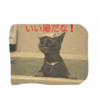 篠高ペットたち（個別スタンプ：21）