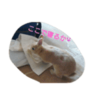 篠高ペットたち（個別スタンプ：25）