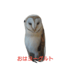 篠高ペットたち（個別スタンプ：28）