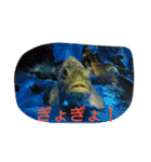 篠高ペットたち（個別スタンプ：30）