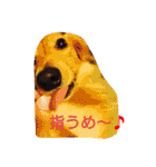篠高ペットたち（個別スタンプ：31）