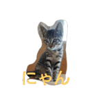 篠高ペットたち（個別スタンプ：35）