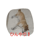篠高ペットたち（個別スタンプ：39）