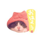 pocke（個別スタンプ：2）