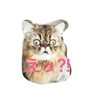 えるこゆ（個別スタンプ：1）