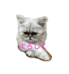 えるこゆ（個別スタンプ：2）
