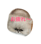 えるこゆ（個別スタンプ：4）