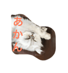えるこゆ（個別スタンプ：5）