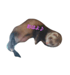 フェレスタ（個別スタンプ：6）