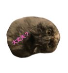 ねこのいる生活（個別スタンプ：1）