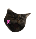ねこのいる生活（個別スタンプ：4）