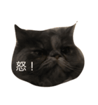 ねこのいる生活（個別スタンプ：5）
