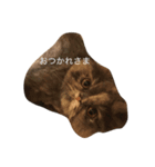 ねこのいる生活（個別スタンプ：8）
