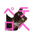 さんびきのねこ（個別スタンプ：1）