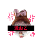さんびきのねこ（個別スタンプ：2）