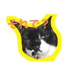 さんびきのねこ（個別スタンプ：3）