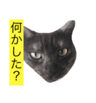 さんびきのねこ（個別スタンプ：4）