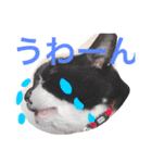 さんびきのねこ（個別スタンプ：6）