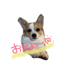 チワギーのぽこちゃん（個別スタンプ：3）