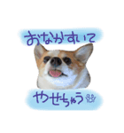 チワギーのぽこちゃん（個別スタンプ：7）