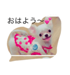 犬's（個別スタンプ：1）