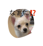 犬's（個別スタンプ：3）