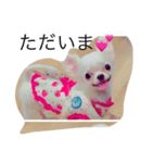 犬's（個別スタンプ：4）