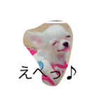 犬's（個別スタンプ：5）