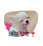 犬's（個別スタンプ：7）