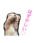 チョッパーとチョコの日常（個別スタンプ：5）