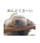 チョッパーとチョコの日常（個別スタンプ：7）