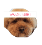 チョッパーとチョコの日常（個別スタンプ：8）