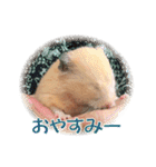 キンクマハムスター ムギの生活（個別スタンプ：8）