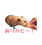 キンクマハムスター ムギの生活（個別スタンプ：13）