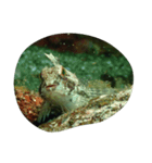Fishes in Shakotan at Hokkaido（個別スタンプ：8）