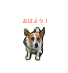 ジェイミーさんとの毎日 2（個別スタンプ：1）